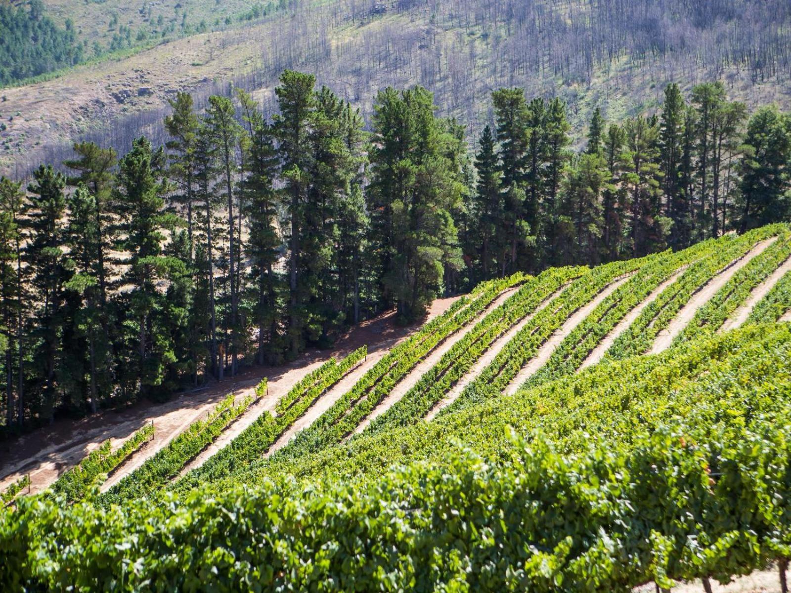 Maison Montagne Franschhoek Eksteriør bilde